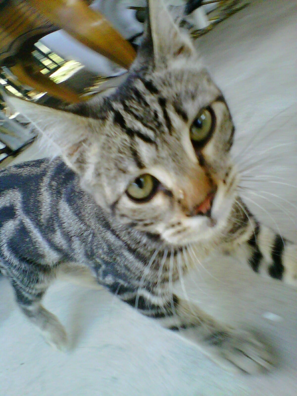 cat rescued by porn industry shot-caller kelly holland ceo of penthouse